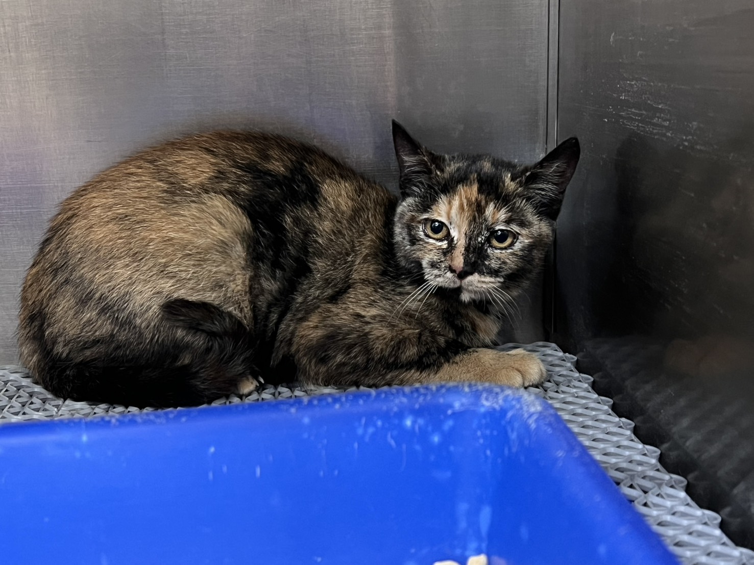 Adult female mixed-breed cat, Medium, shelter no. …2003