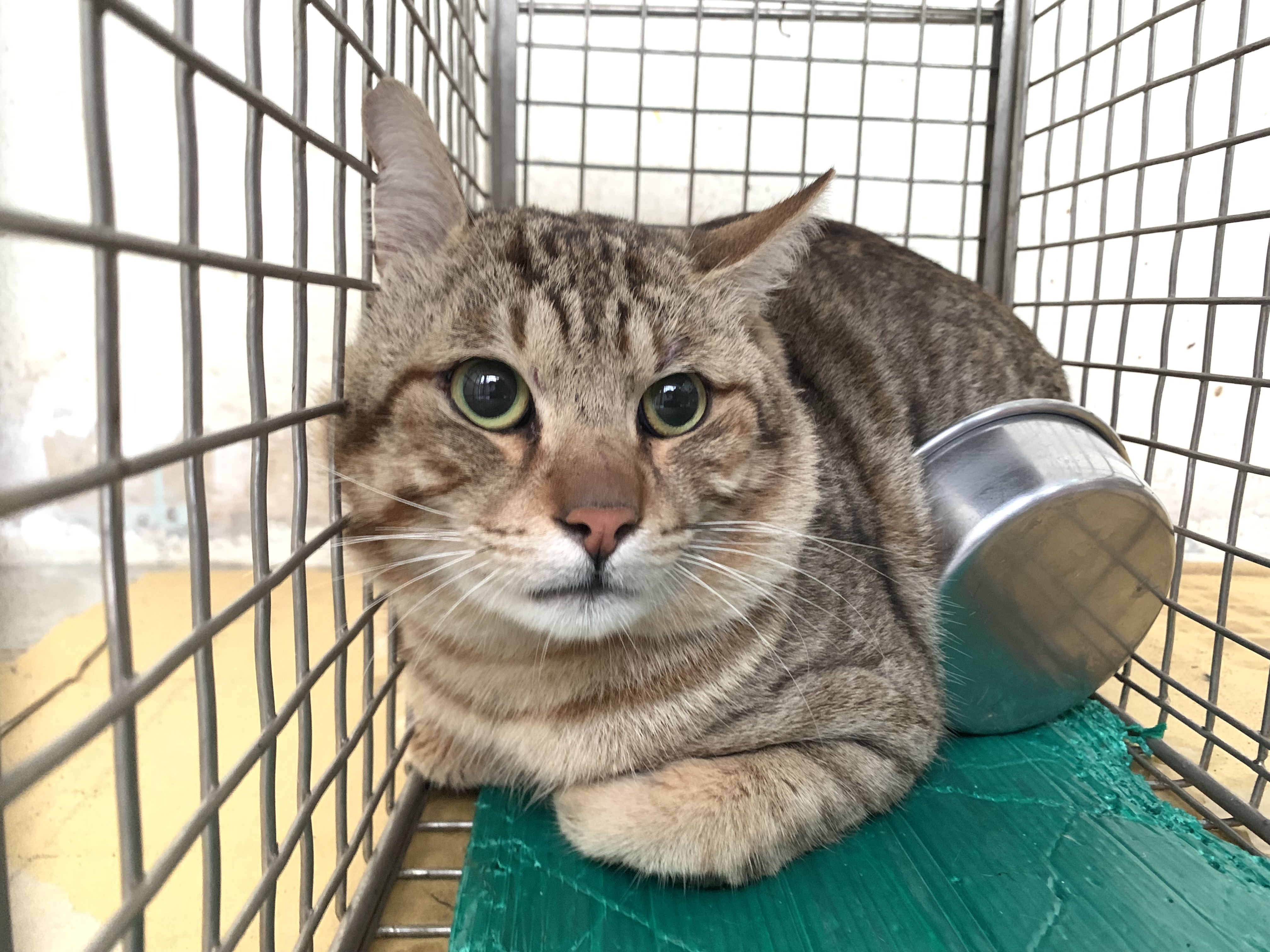 Photo of No. VAAAG115012201, Adult · Male · Small · Mixed breed