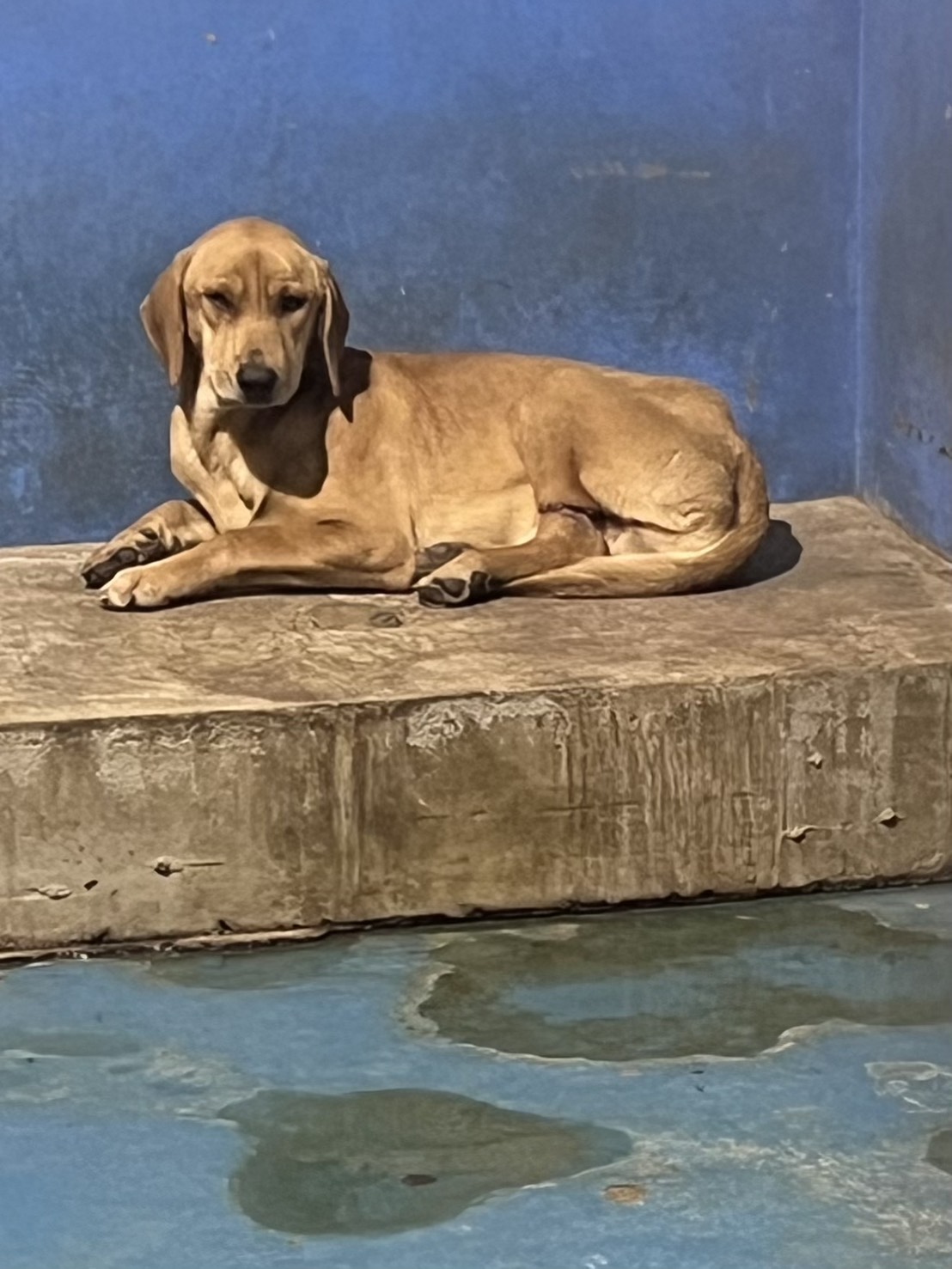 Photo of No. EAAAG1150122007, Adult · Male · Large · Mixed breed