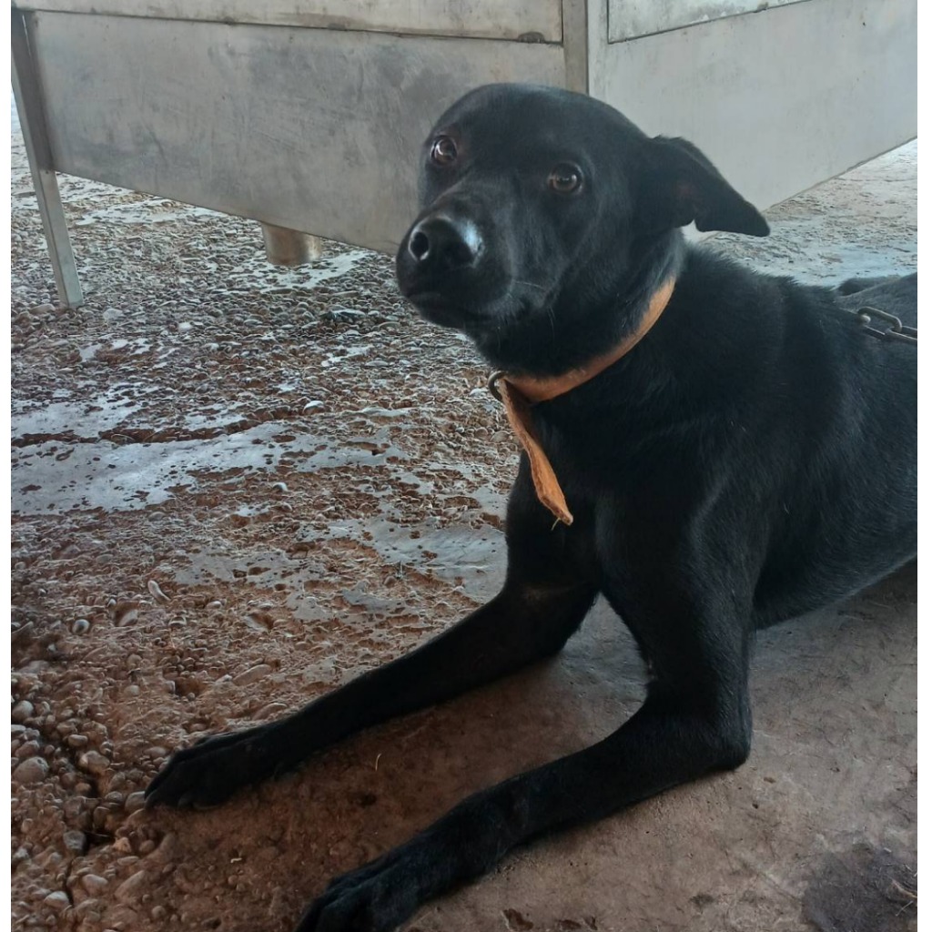 Photo of No. 114-B062D, Adult · Male · Large · Mixed breed