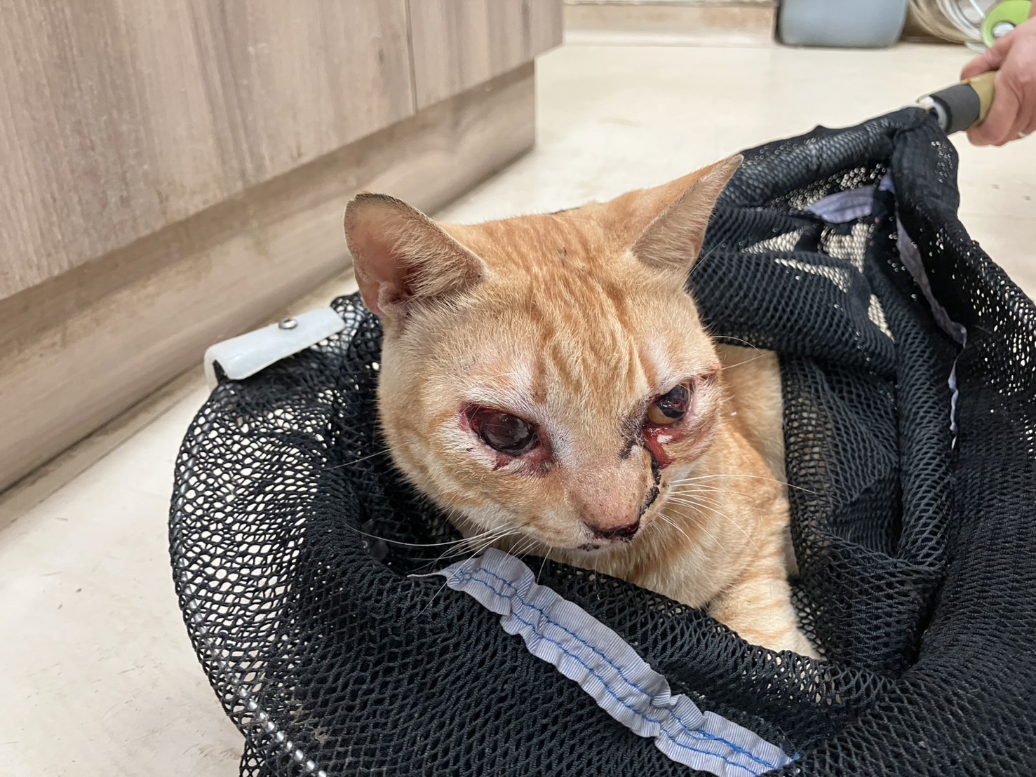Photo of No. RAAAG1150122001, Adult · Male · Medium · Mixed breed
