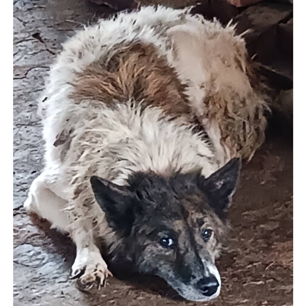 Photo of No. 107-E054D, Adult · Female · Large · Mixed breed
