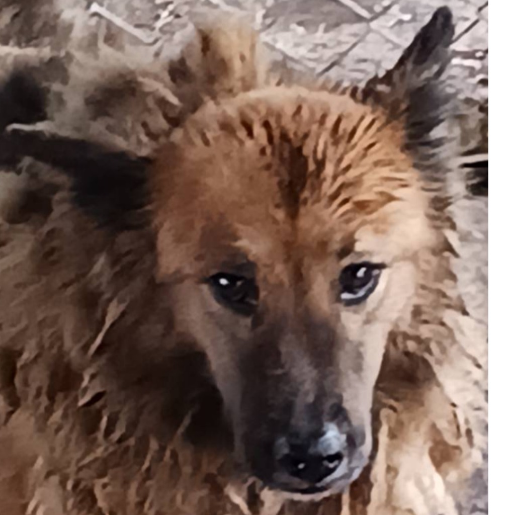 Photo of No. 107-E058D, Adult · Male · Large · Mixed breed
