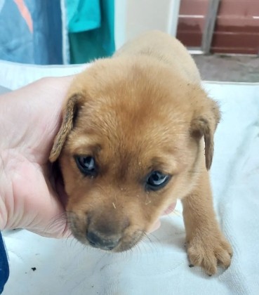 Photo of No. AAAHG1150125001, Young · Female · Medium · Mixed breed