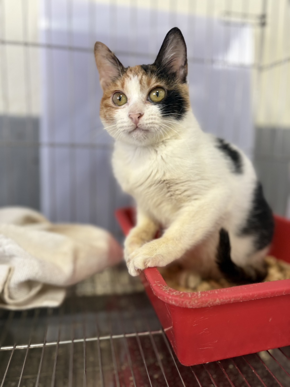 Photo of No. AAAHG1150125006, Young · Female · Medium · Mixed breed