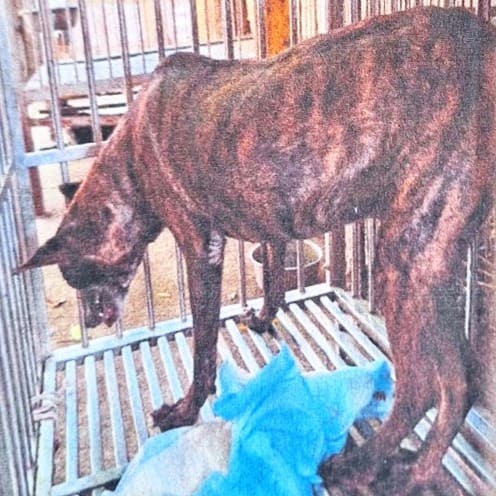 Photo of No. 106-N020D, Adult · Male · Large · Mixed breed