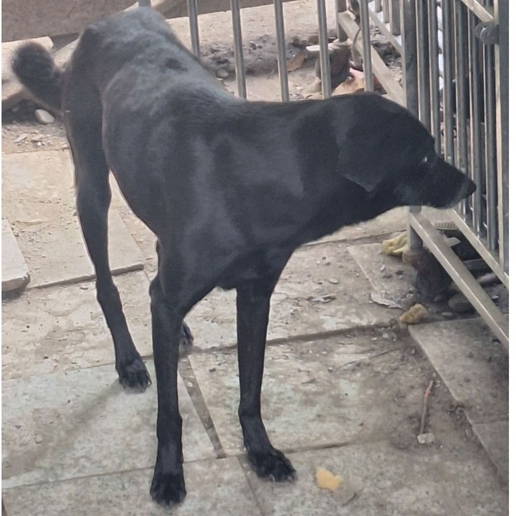 Photo of No. 106-E075D, Adult · Female · Large · Mixed breed