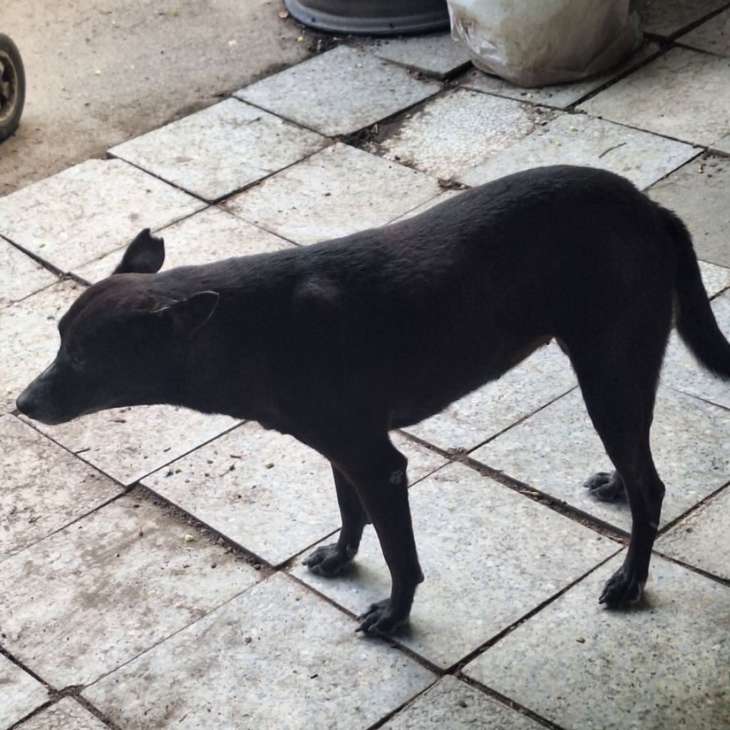 Photo of No. 106-E074D, Adult · Female · Large · Mixed breed