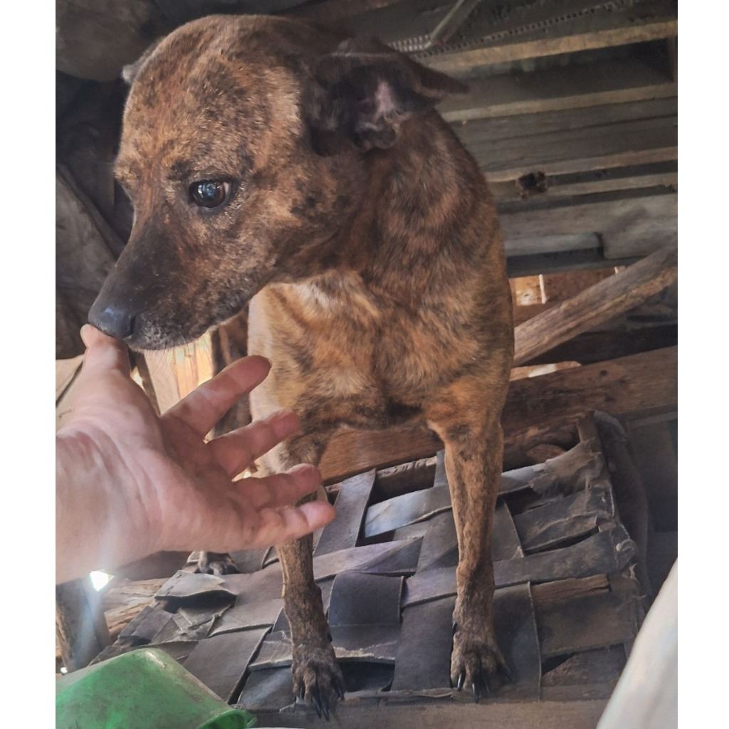 Photo of No. 110-H032D, Adult · Male · Large · Mixed breed