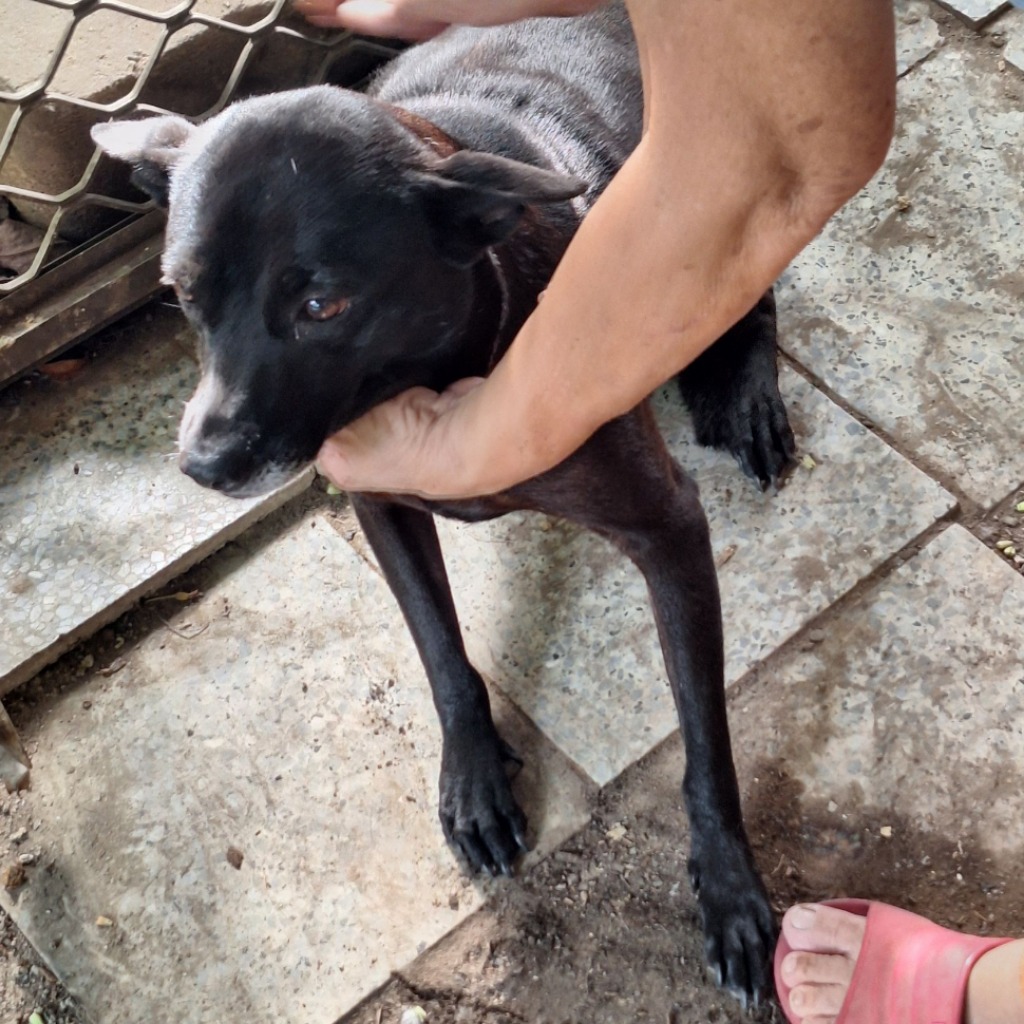 Black adult female mixed-breed dog, Large, shelter no. …043D
