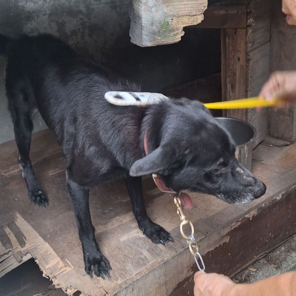 Black adult male mixed-breed dog, Large, shelter no. …066D