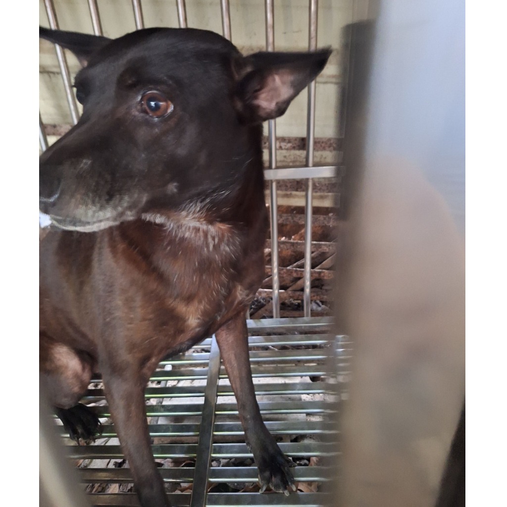Photo of No. 108-E044D, Adult · Female · Large · Mixed breed