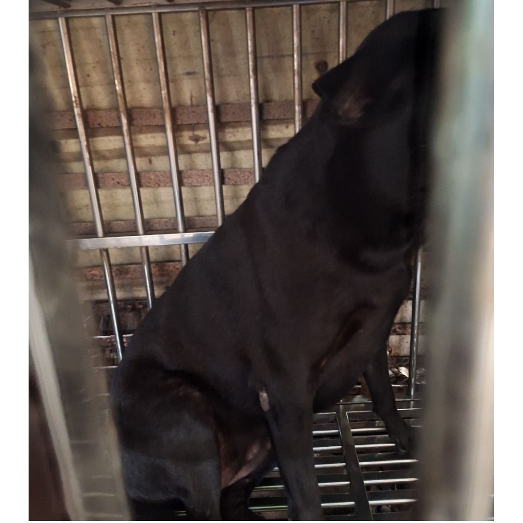 Photo of No. 112-H095D, Adult · Male · Large · Mixed breed