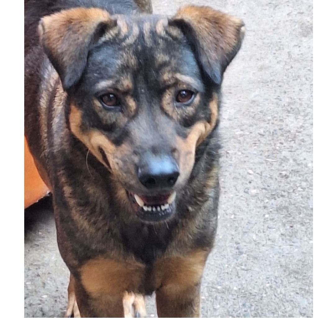 Photo of No. 111-H057D, Adult · Male · Large · Mixed breed