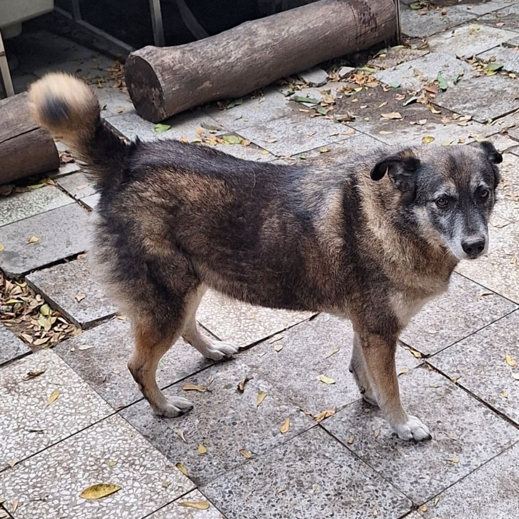 Photo of No. 106-S041D, Adult · Male · Large · Mixed breed