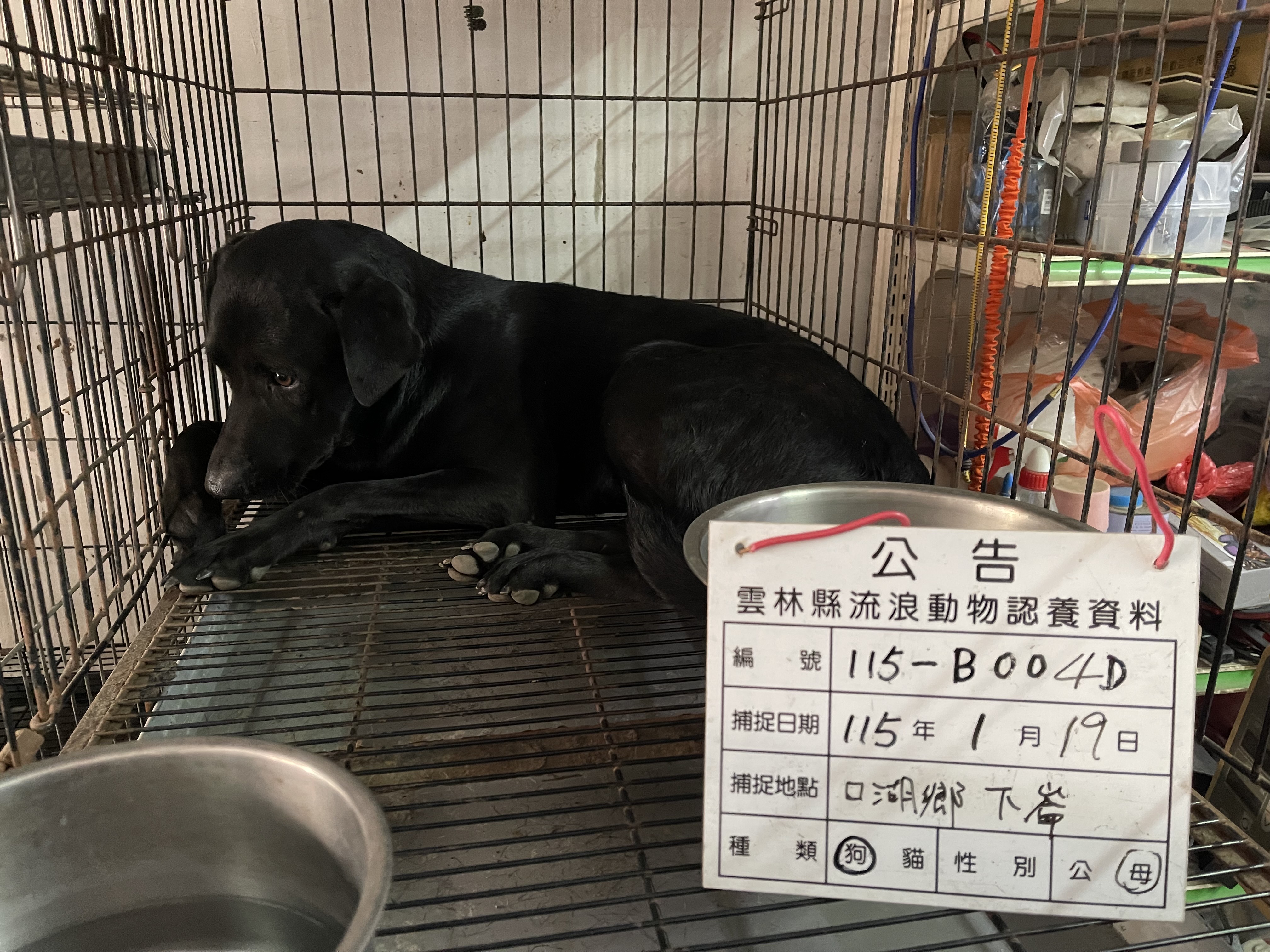 Photo of No. 115-B004D, Adult · Female · Large · Mixed breed