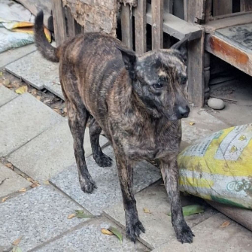 Photo of No. 110-H017D, Adult · Male · Large · Mixed breed