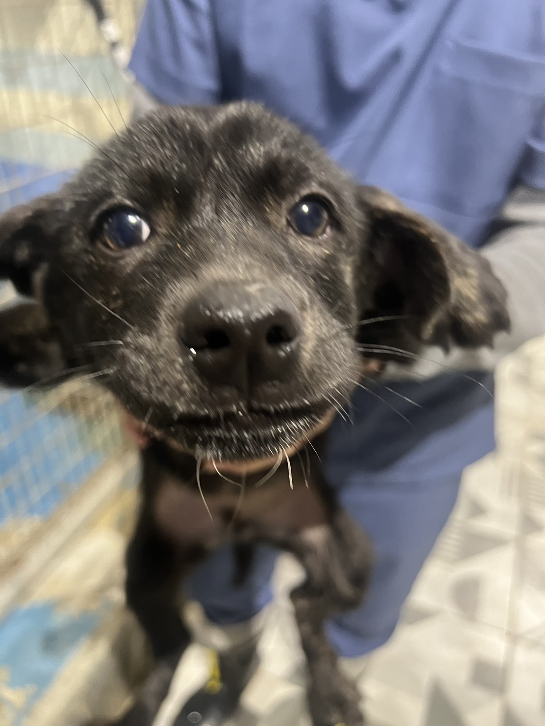 Black young male mixed-breed dog, Small, shelter no. …8029