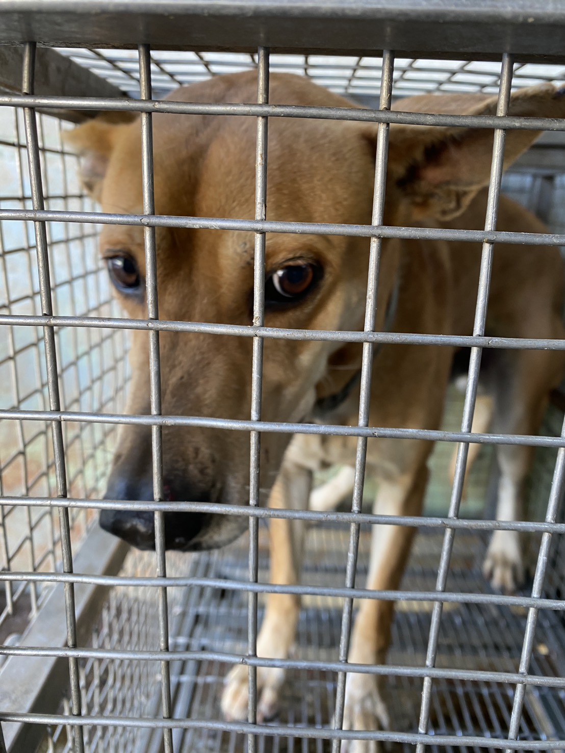 Tan adult male mixed-breed dog, Medium, shelter no. …8-06