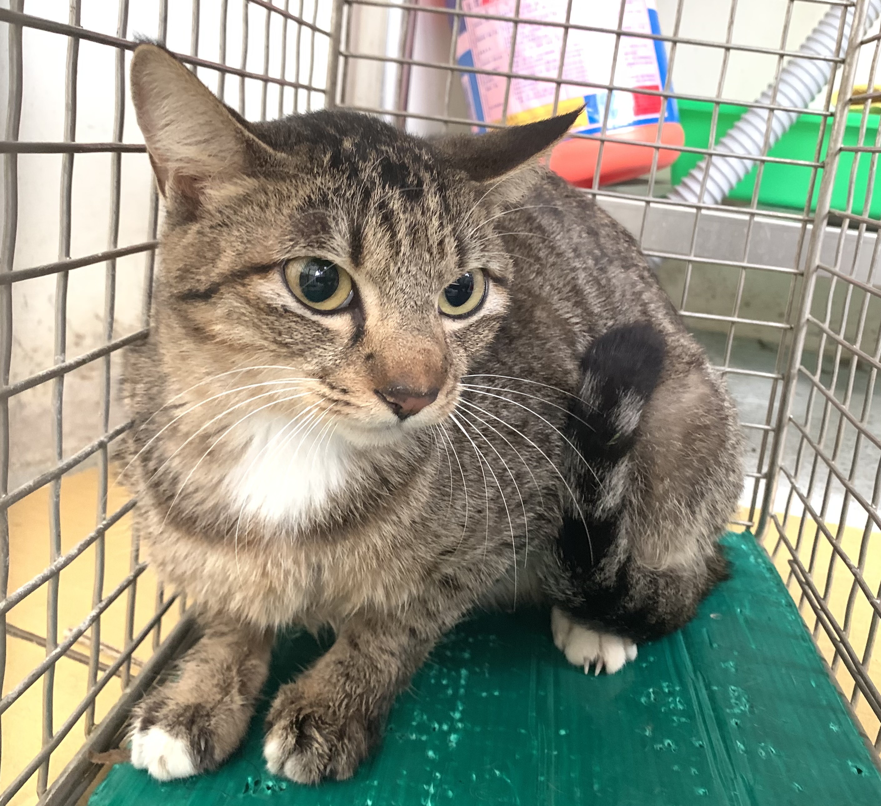 Photo of No. VAAAG115012901, Adult · Female · Small · Mixed breed