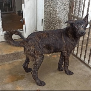 Photo of No. 1140812D01, Adult · Male · Medium · Mixed breed