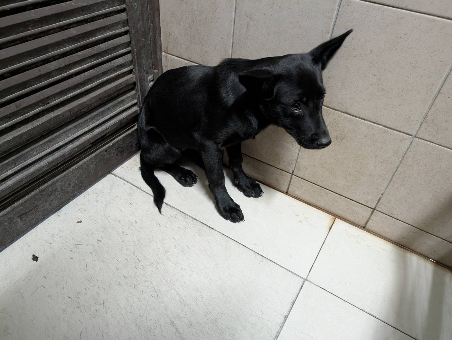 Photo of No. LAABG114111701, Adult · Female · Large · Mixed breed