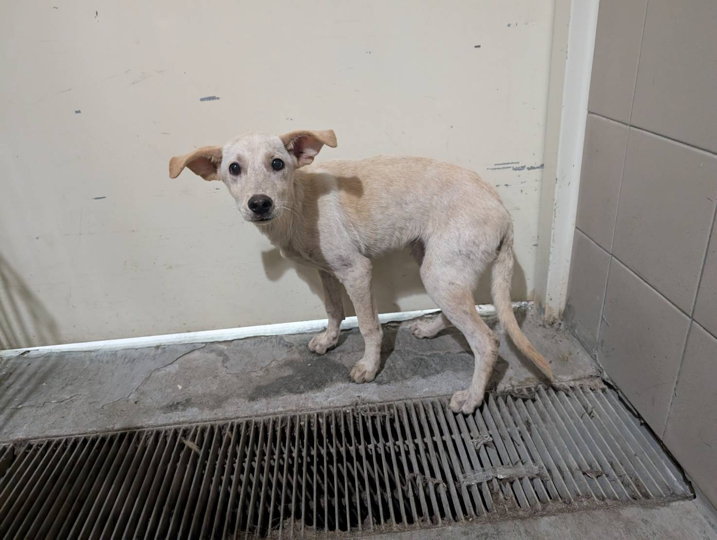Photo of No. LAABG114101403, Adult · Male · Large · Mixed breed