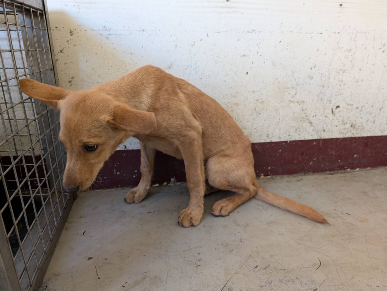 Photo of No. LAABG114121702, Young · Male · Large · Mixed breed