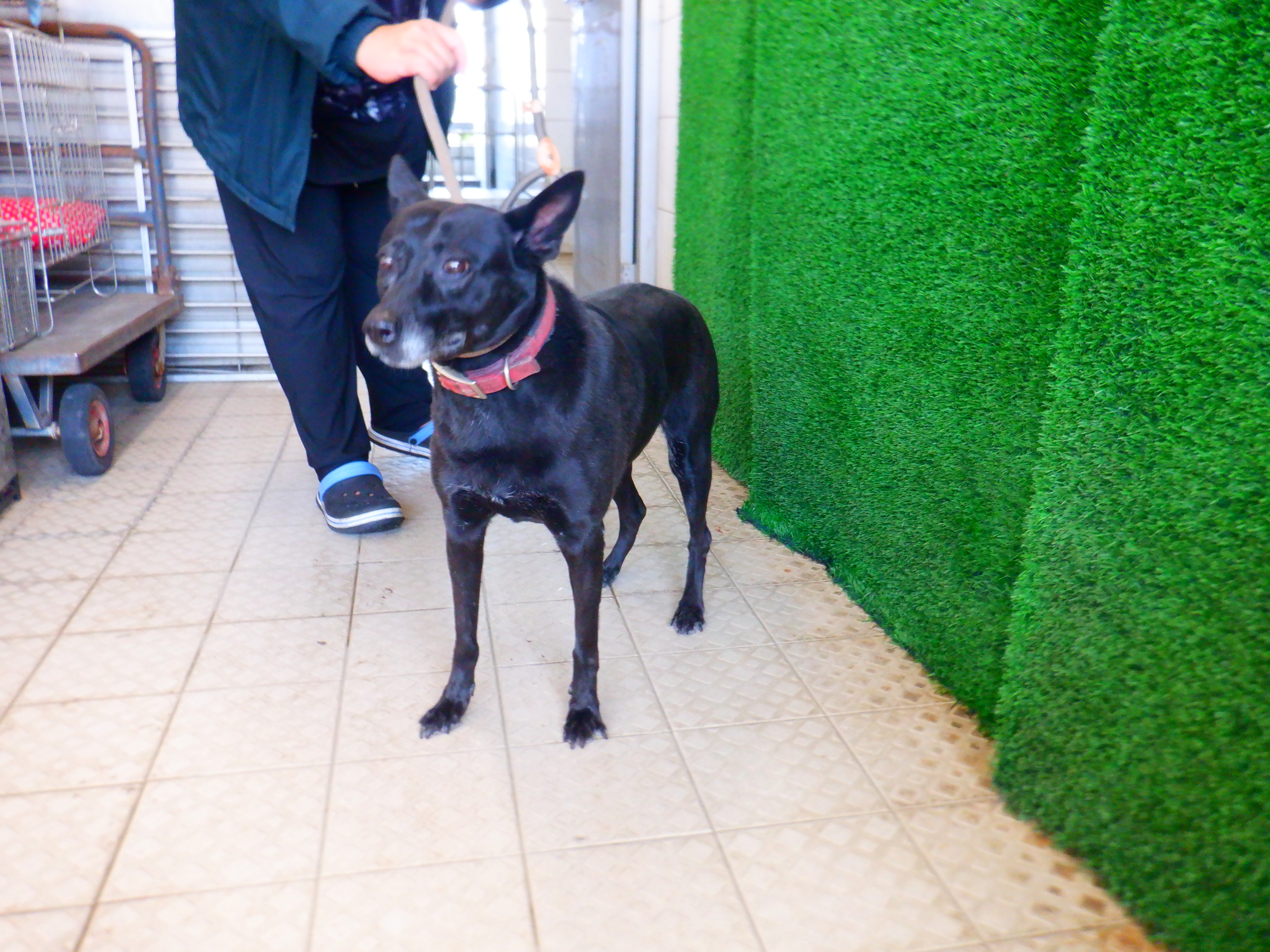 Photo of No. HAAAG1150129791, Adult · Female · Medium · Mixed breed