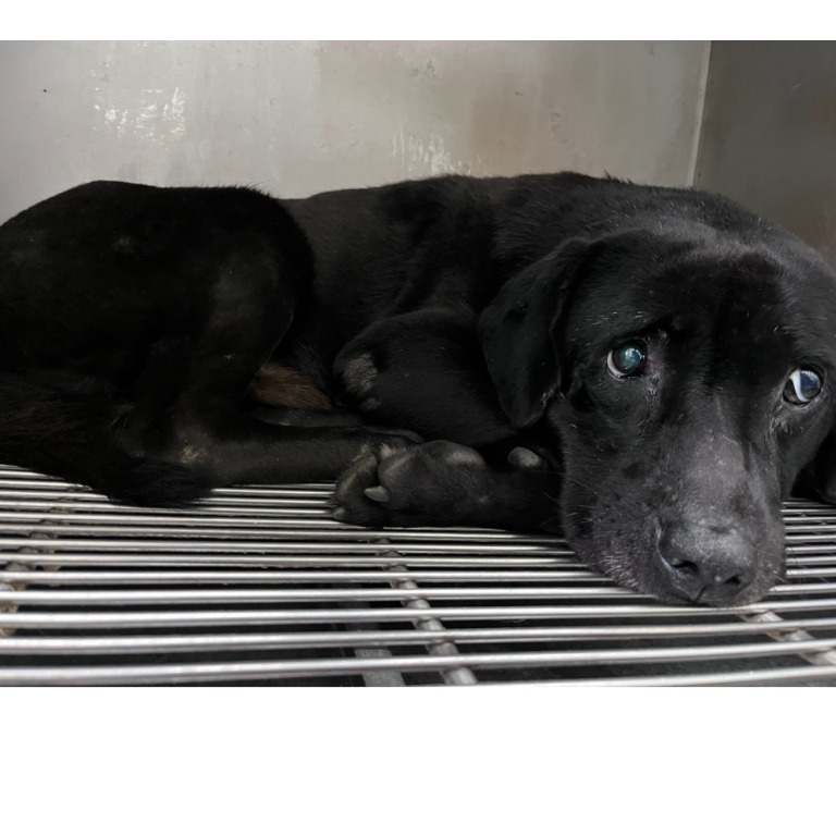 Photo of No. VAAAG115013101, Adult · Male · Medium · Mixed breed