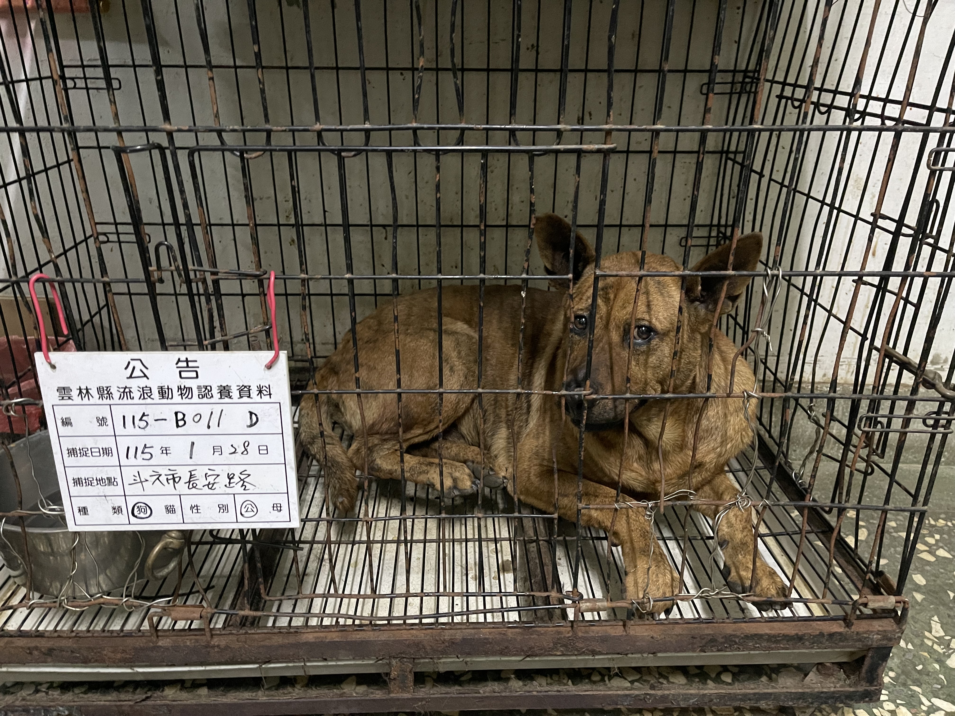 Photo of No. 115-B011D, Adult · Male · Large · Mixed breed