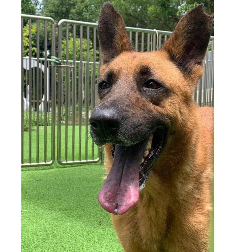 Photo of No. DAAAG1110506001, Adult · Male · Large · Mixed breed