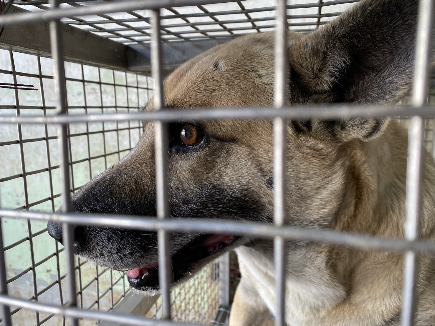 Tan adult male mixed-breed dog, Medium, shelter no. …3-05