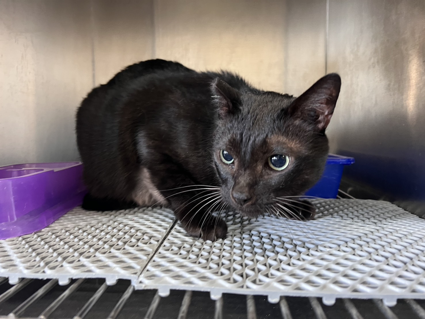 Black adult male mixed-breed cat, Large, shelter no. …4001