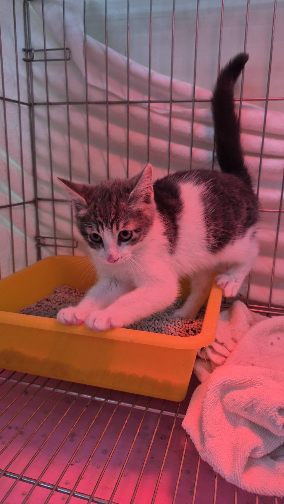 Photo of No. AAAIG1150204002, Young · Female · Small · Mixed breed