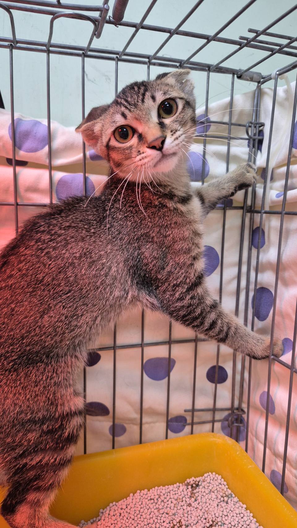 Photo of No. AAAIG1150204005, Young · Female · Small · Mixed breed