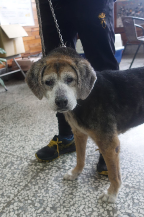 Photo of No. 1150289, Adult · Male · Large · beagle