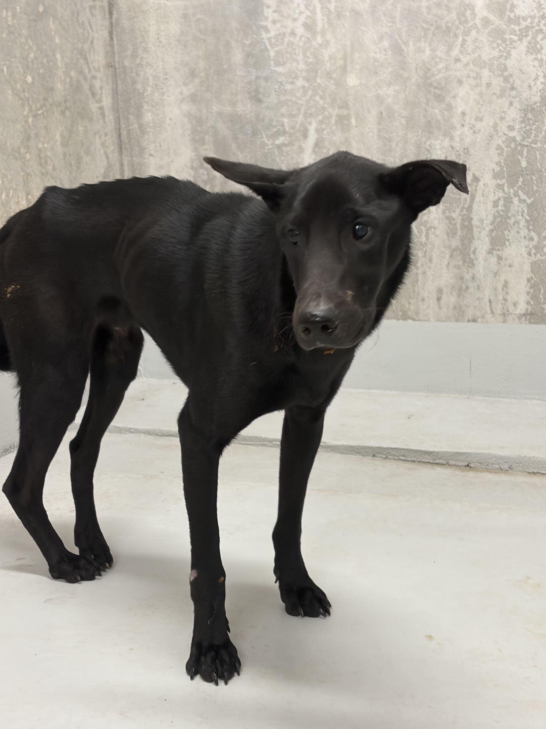 Black adult mixed-breed dog, Medium, shelter no. …5004