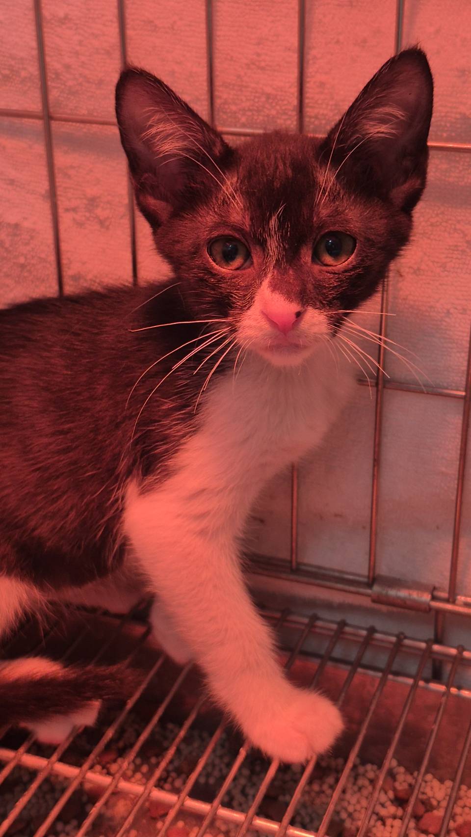 Photo of No. AAAIG1150205003, Young · Female · Small · Mixed breed