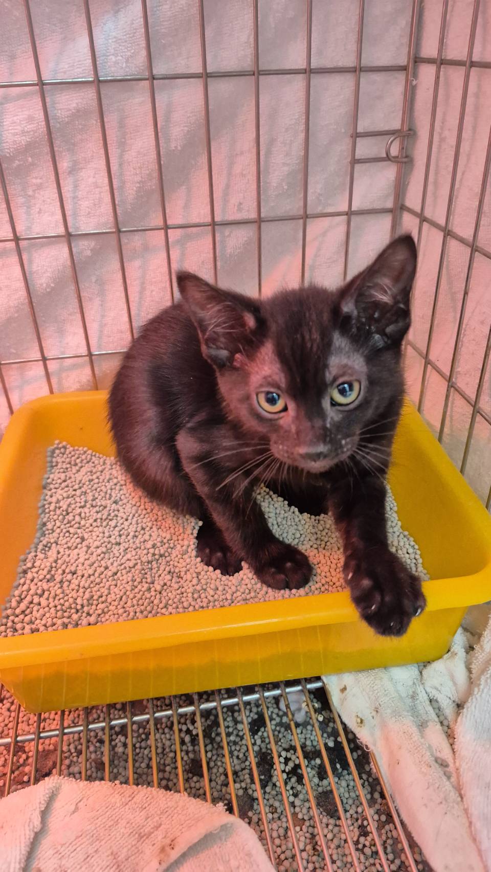Black young male mixed-breed cat, Small, shelter no. …5004