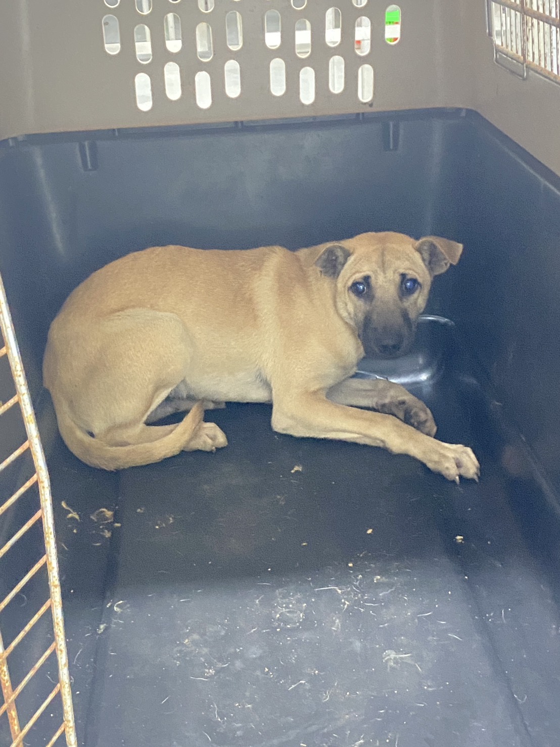 Tan adult male mixed-breed dog, Large, shelter no. …5005