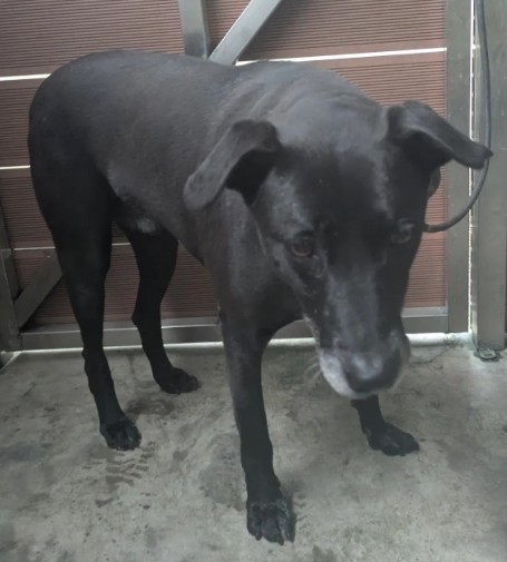 Black adult male mixed-breed dog, Medium, shelter no. …5006