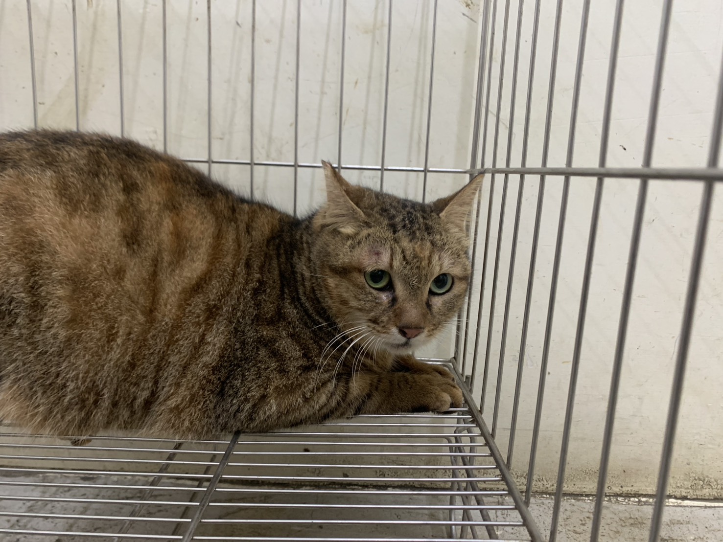 Photo of No. VAAAG115020601, Adult · Female · Small · Mixed breed