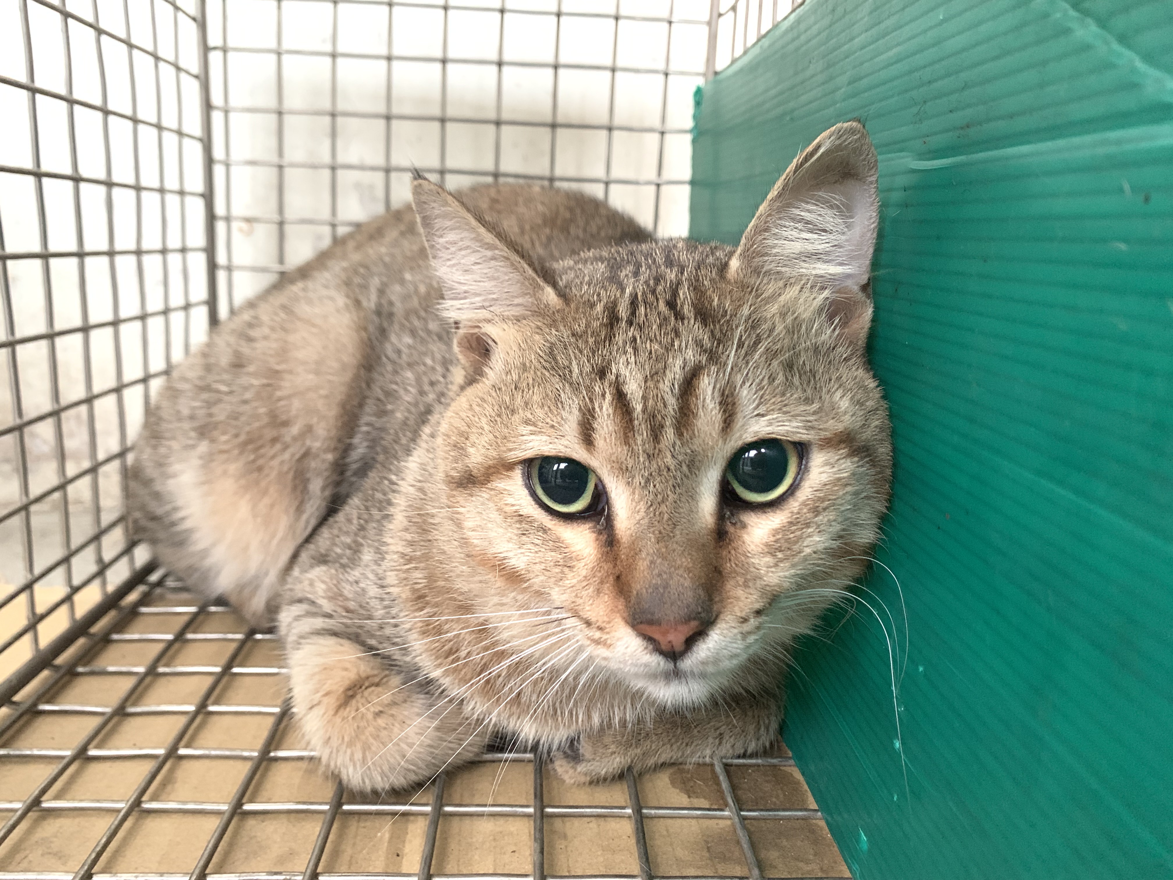 Photo of No. VAAAG115020605, Adult · Male · Small · Mixed breed