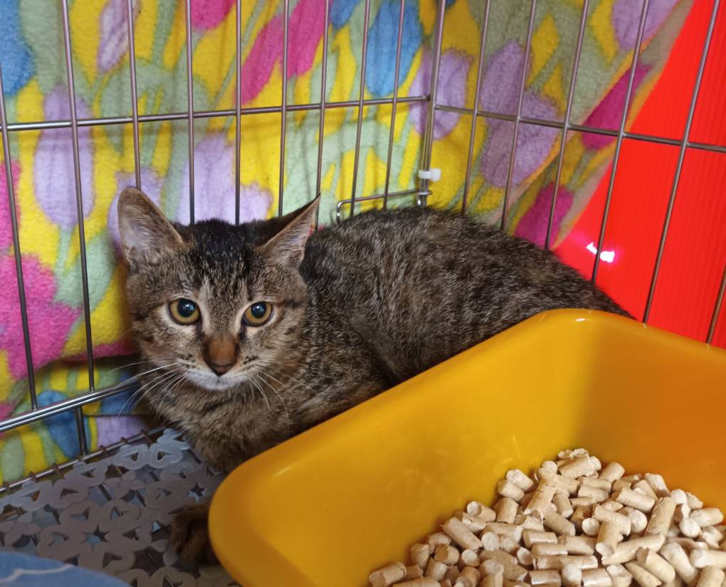Tabby young female mixed-breed cat, Small, shelter no. …0608
