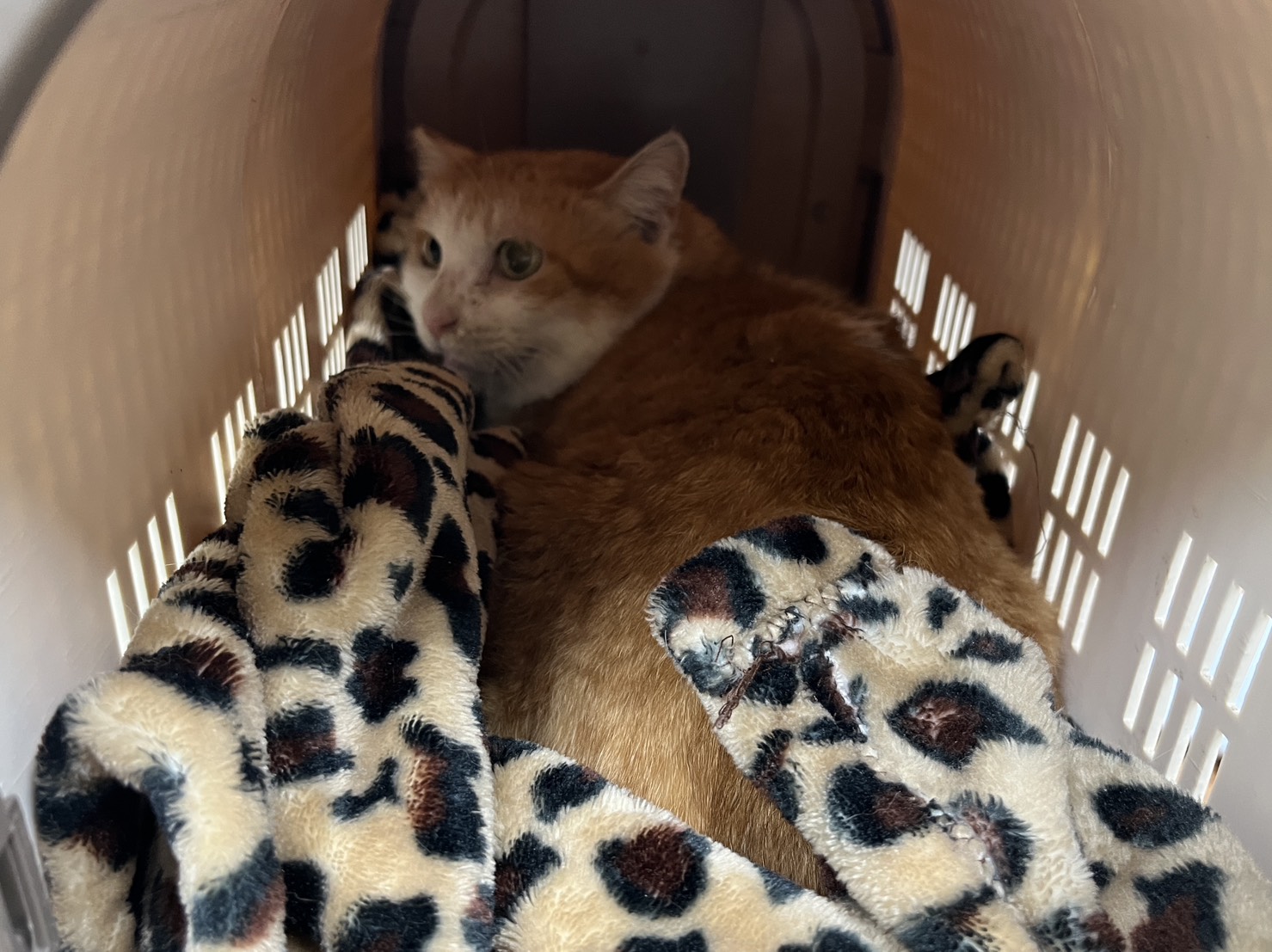 Photo of No. CAAAG1150207001, Adult · Female · Large · Mixed breed