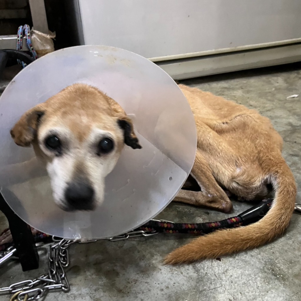 Tan adult female mixed-breed dog, Medium, shelter no. …6001