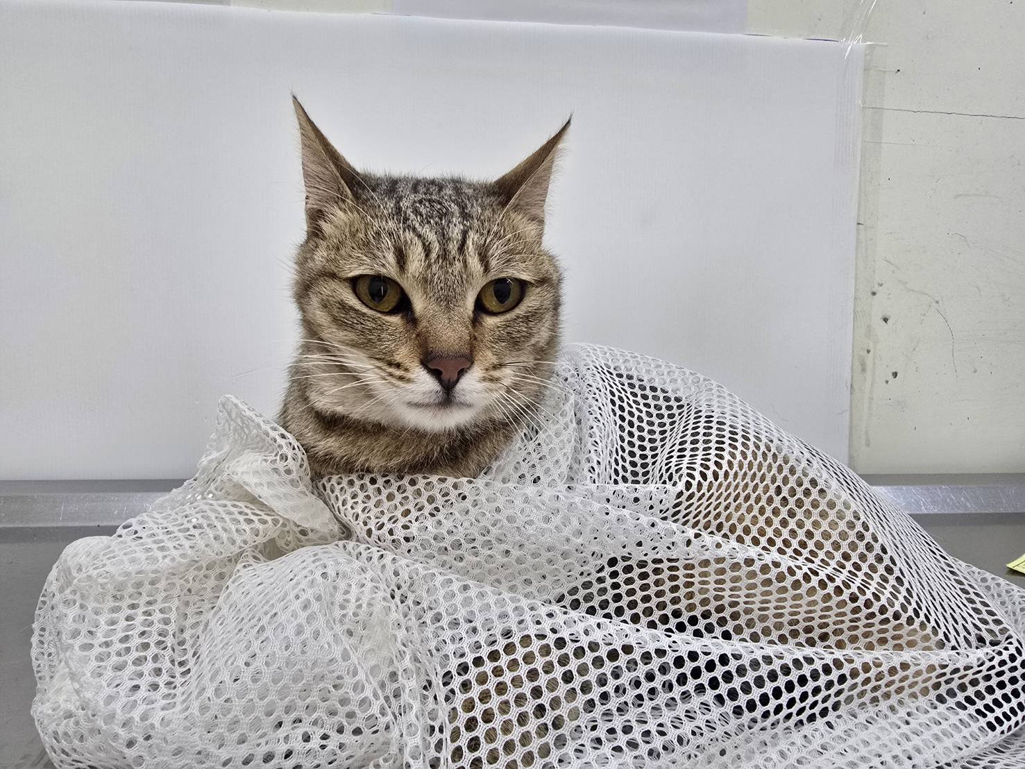 Photo of No. VAAAG115020804, Adult · Female · Medium · Mixed breed