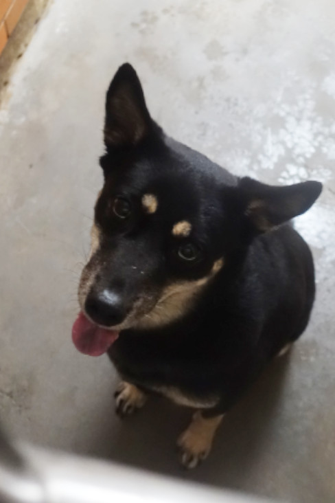 Black-and-brown adult female mixed-breed dog, Large, shelter no. …0329