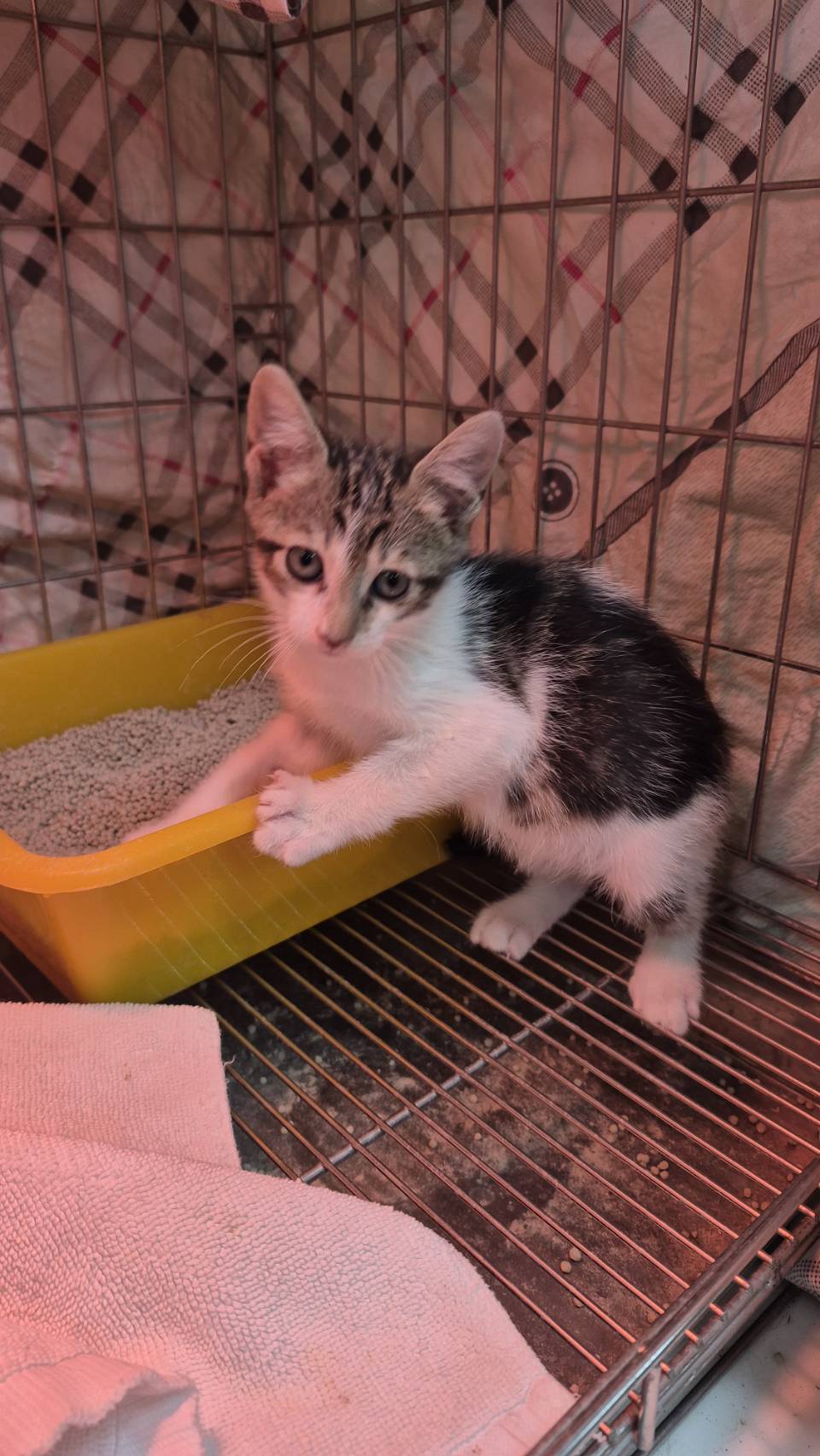 Tabby-and-white young female mixed-breed cat, Small, shelter no. …0002